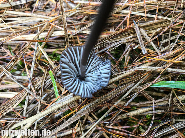 Weißmilchender Schwarzhelmling, Mycena leucogala