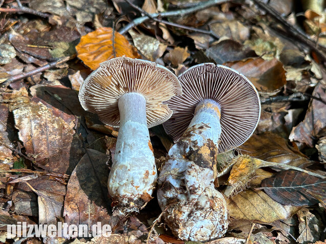 Weißvioletter Dickfuß, Cortinarius alboviolaceus