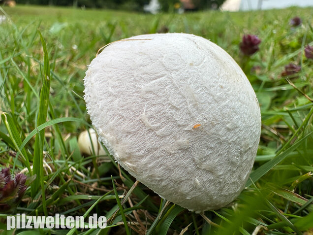 Wiesenchampignon, Wiesenegerling, Erdgürtel, Agaricus campestris