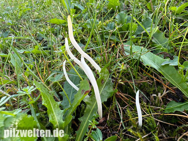 Wiesenkeule, Wurmförmige Keule, Clavaria fragilis