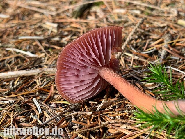 Zweifarbiger Lacktrichterling, Laccaria bicolor
