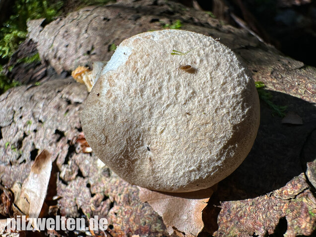 Berindeter Seitling, Pleurotus dryinus