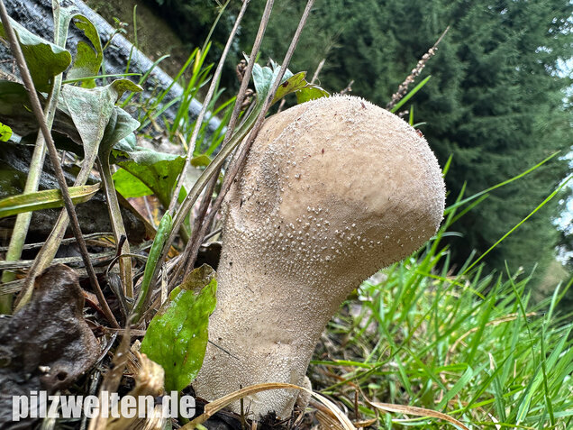 Beutelstäubling, Lycoperdon excipuliforme