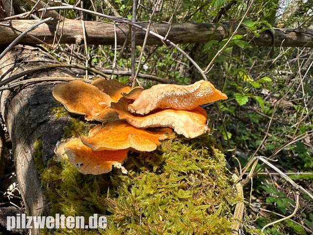 Bienenwabenporling, Waben-Stielporling, Neofavolus alveolaris