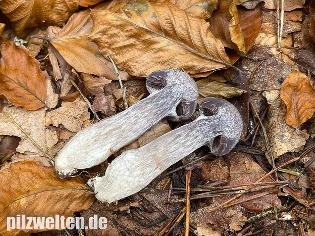Bitterer Schleimkopf, Cortinarius infractus