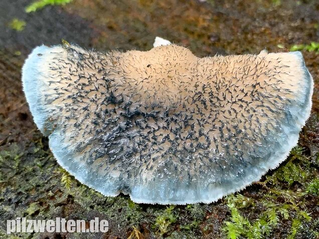 Blauender Saftporling, Postia caesia