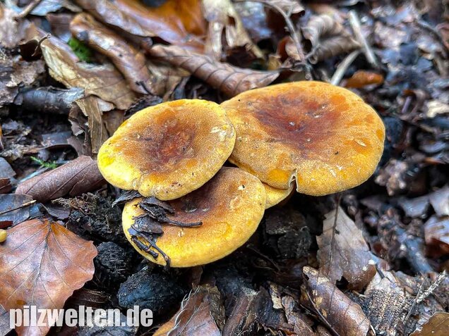 Brauner Afterleistling, Hygrophoropsis rufa