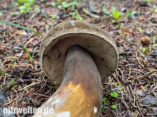 Düsterer Röhrling, Porphyrröhrling, Porphyrellus porphyrosporus