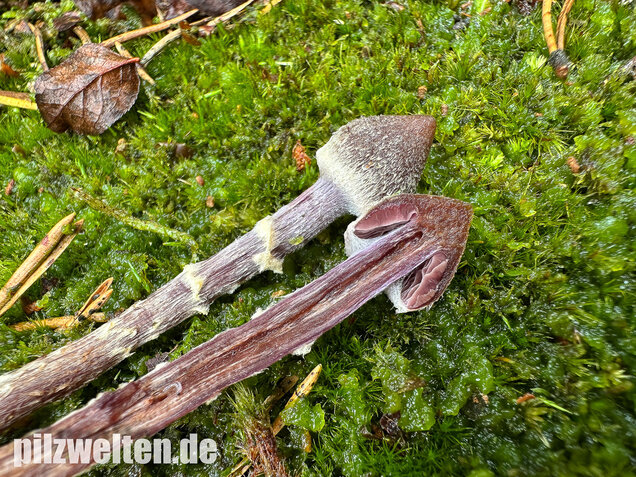 Duftender Gürtelfuß, Pelargoniengürtelfuß, Cortinarius flexipes