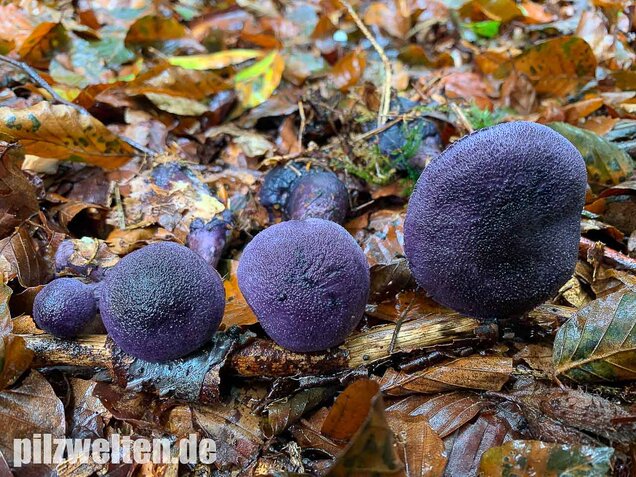 Dunkelvioletter Schleierling, Cortinarius violaceus