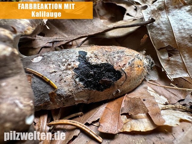 Schwarzweißer Rußporling, Boletopsis leucomelaena
