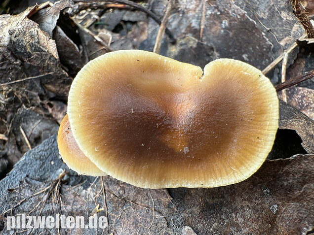 Fettigglänzender Häubling, Blätter-Scheinschüppling, Meottomyces dissimulans