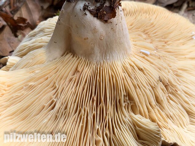Flügelsporiger Milchling, Lactarius pterosporus