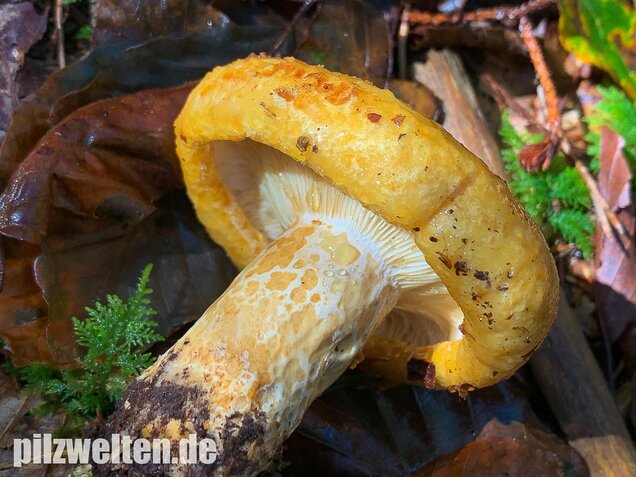 Grubiger Milchling, Lactarius scrobiculatus