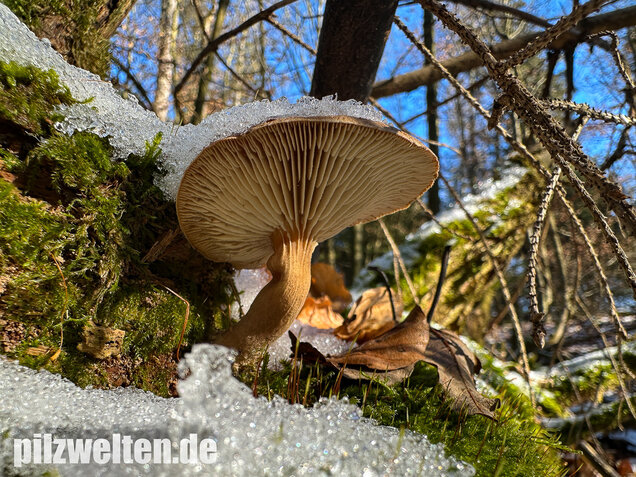 Harziger Sägeblättling, Neolentinus adhaerens