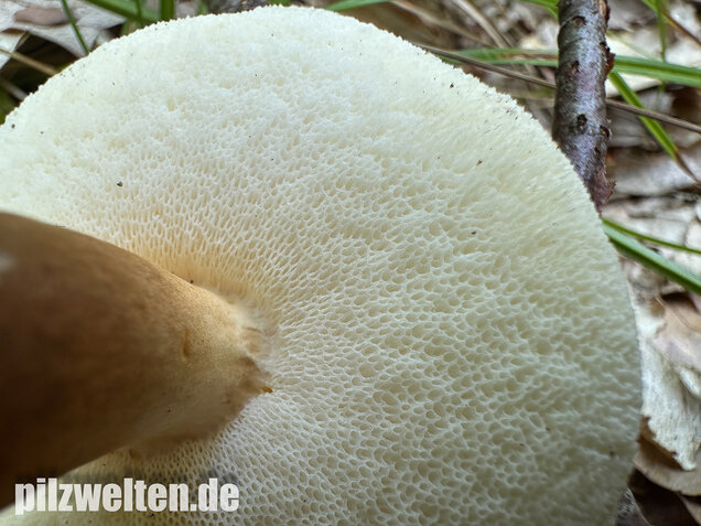 Hasenröhrling, Zimtröhrling, Gyroporus castaneus