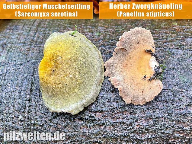 Gelbstieliger Muschelseitling, Sarcomyxa serotina