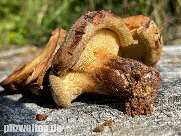 Kahler Krempling, Paxillus involutus