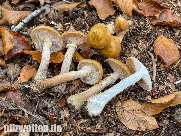 Laubholzhallimasch, Armillaria gallica