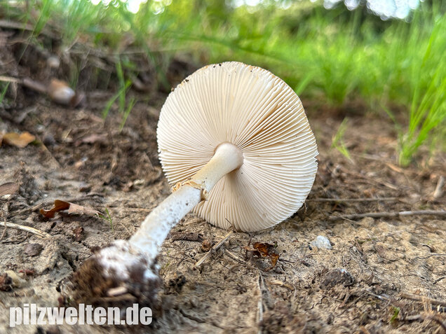 Pantherpilz, Pantherwulstling, Amanita pantherina