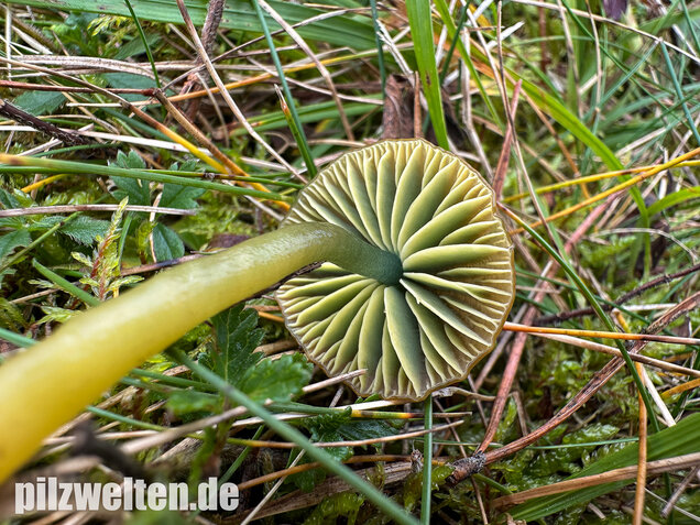 Papageigrüner Saftling, Papageiensaftling, Gliophorus psittacinus