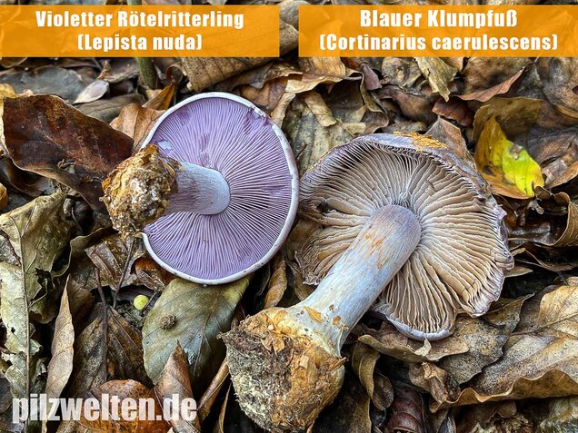 Violetter Rötelritterling, Lepista nuda