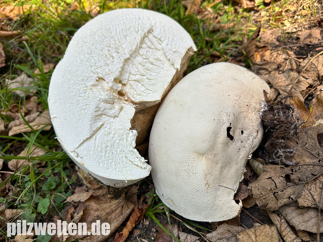Riesenbovist, Calvatia gigantea