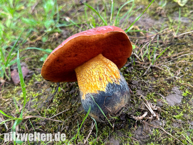 Rothütiger Hexenröhrling, Suillellus rubriceps