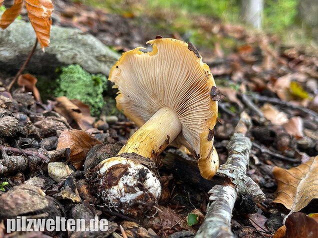 Sägeblättriger Klumpfuß, Cortinarius multiformis