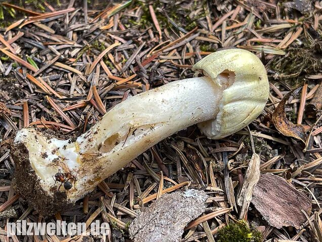 Schiefknolliger Anischampignon, Agaricus essettei