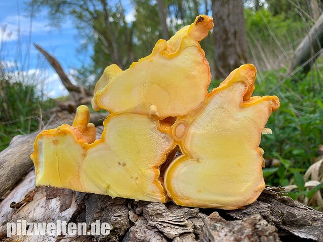 Schwefelporling, Huhn des Waldes, Laetiporus sulphureus