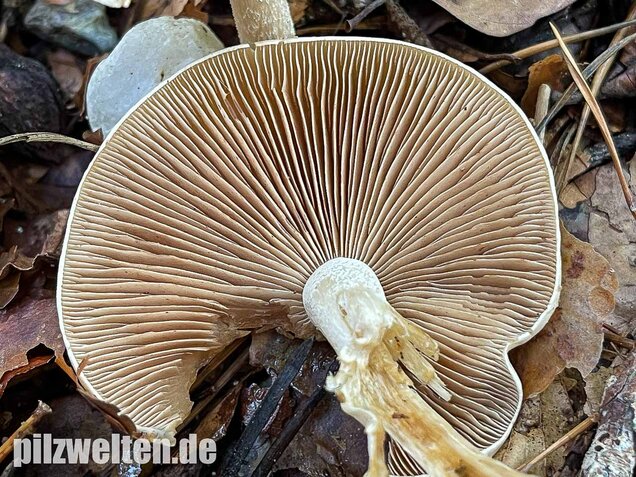 Tonblasser Fälbling, Hebeloma crustuliniforme