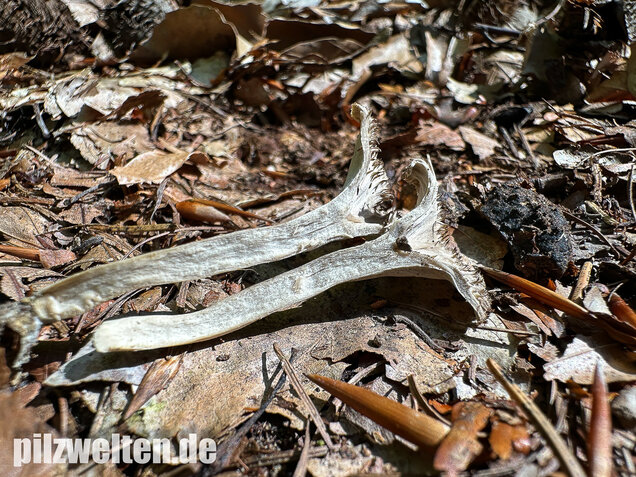 Krause Kraterelle, Krauser Leistling, Craterellus undulatus