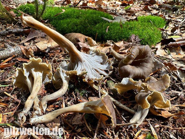 Krause Kraterelle, Krauser Leistling, Craterellus undulatus