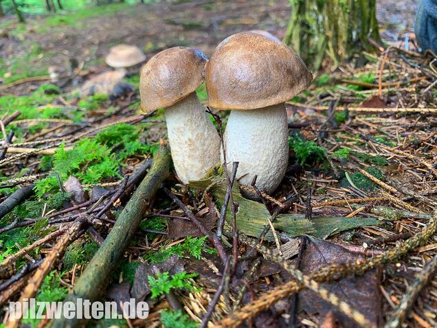 Wollstieliger Raufußröhrling, Leccinum cyaneobasileucum