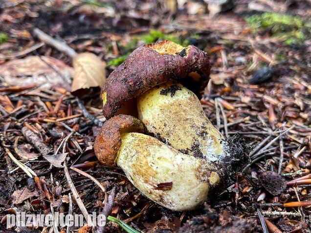 Anhängselröhrling, Butyriboletus appendiculatus