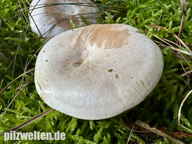 Bleiweißer Trichterling, Fichtentrichterling, Clitocybe phyllophila