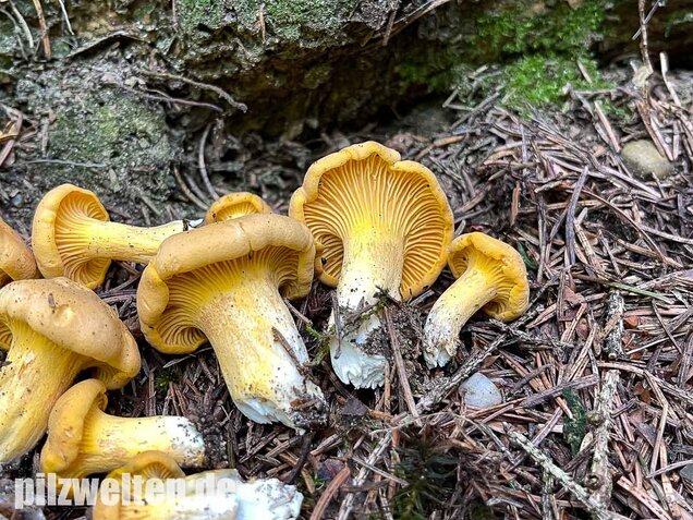Echter Pfifferling, Cantharellus cibarius