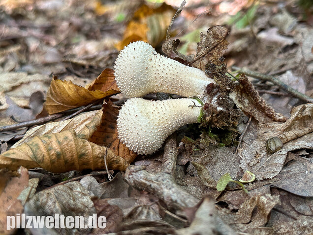 Flaschenstäubling, Flaschenbovist, Lycoperdon perlatum