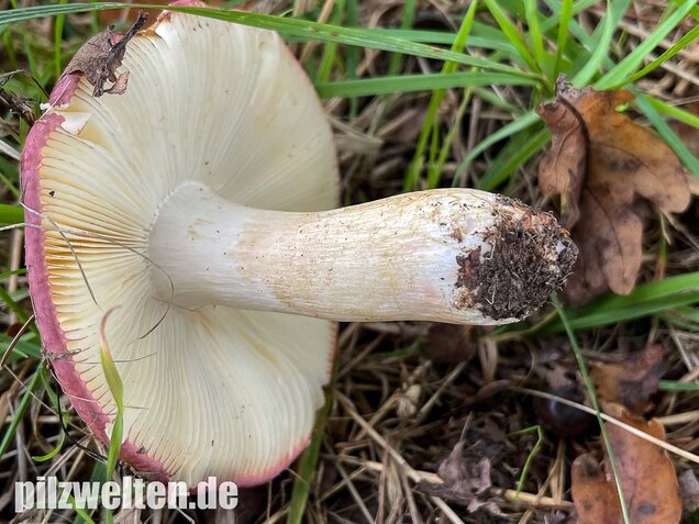 Heringstäubling, Fleischfarbener Heringstäubling, Russula xerampelina