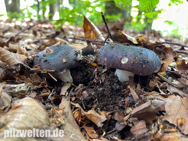 Frauentäubling, Russula cyanoxantha