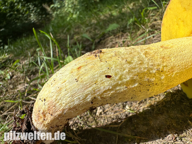 Gehämmerter Röhrling, Hemileccinum depilatum