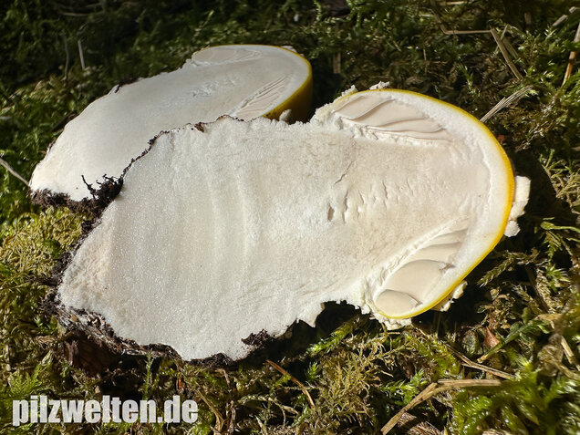 Gelber Fliegenpilz, Amanita muscaria var. formosa
