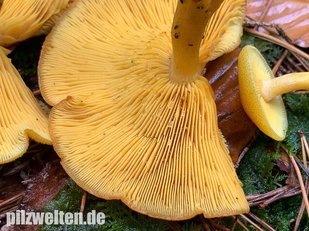 Goldgelber Holzritterling, Tricholomopsis decora