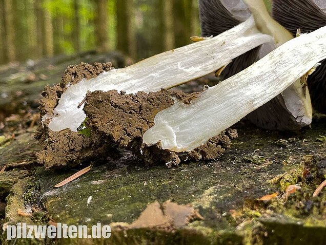 Gelber Riesenträuschling, Stropharia rugosoannulata forma lutea
