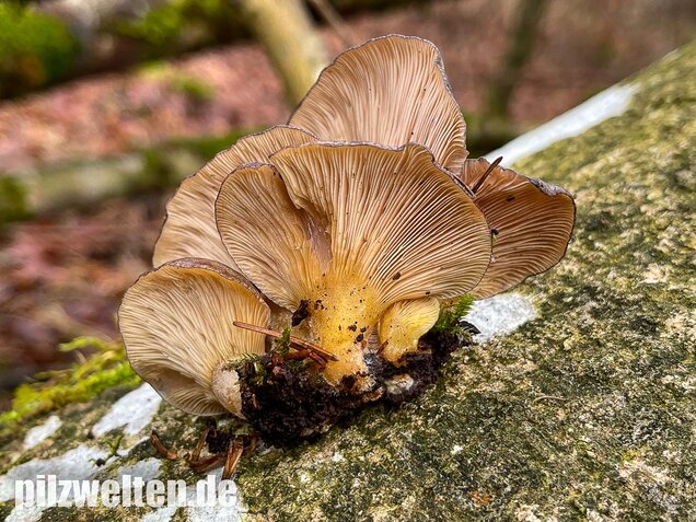Gelbstieliger Muschelseitling, Sarcomyxa serotina