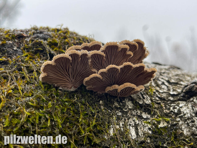Gemeiner Spaltblättling, Schizophyllum commune