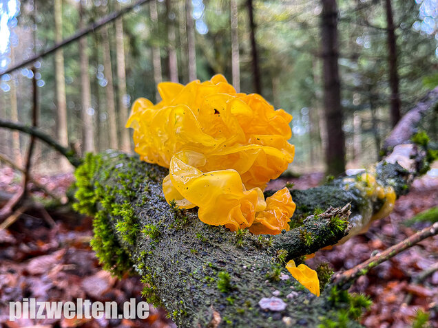 Goldgelber Zitterling, Yellow Brain Fungus, Tremella mesenterica