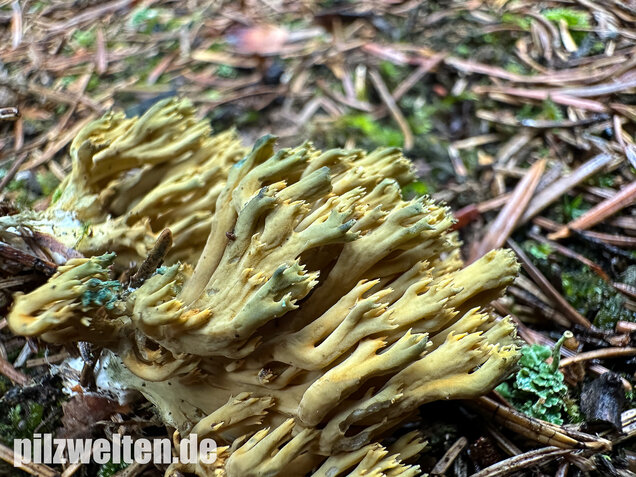 Grünfleckige Fichtenkoralle, Phaeoclavulina abietina