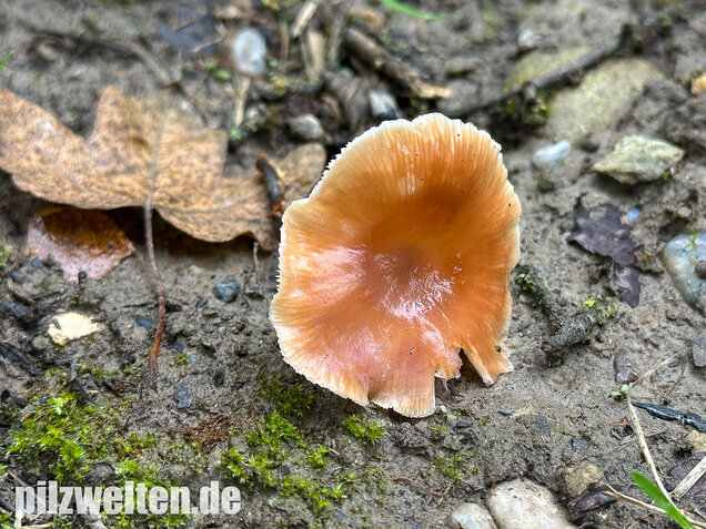 Kohlstinkschwindling, Gymnopus brassicolens